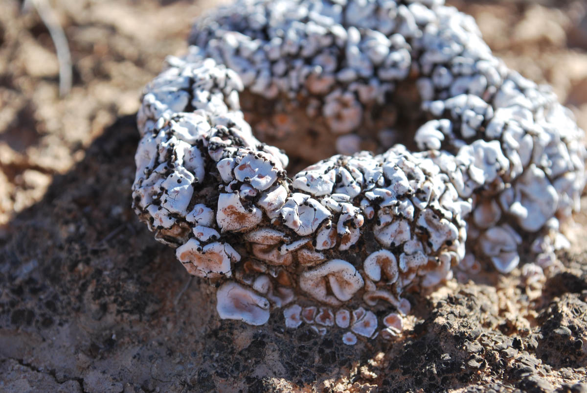 Biocrusts!